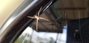 big spider on a web inside a vehicle