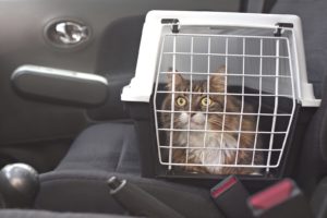 Cat In A Pet Carrier On The Passenger Seat of a car